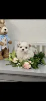AKC Little Spencer Boy Maltese, a male Maltese for sale in Niles, MI – Photo 2 of 5