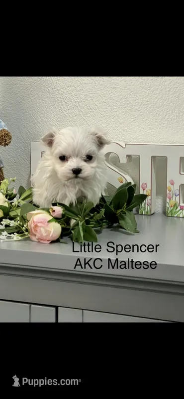AKC Little Spencer Boy Maltese – Maltese puppy for sale in Niles, MI