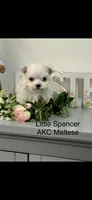 AKC Little Spencer Boy Maltese, a male Maltese for sale in Niles, MI – Photo 1 of 5