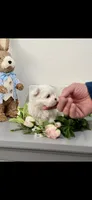 AKC Little Spencer Boy Maltese, a male Maltese for sale in Niles, MI – Photo 4 of 5
