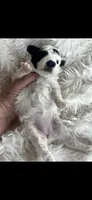 Sparkles AKC uniquely marked Toy Poodle, a female Poodle - Toy  for sale in Niles, MI – 4 of 5