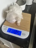 Precious Super Tiny Maltese, a female Maltese for sale in Niles, MI – 4 of 6