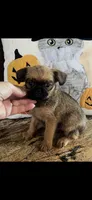 AKC Lucy Female Brussels Griffon, a female Brussels Griffon for sale in Niles, MI – 6 of 6