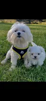 Pebbles Tiny Maltese Female Puppy, a female Maltese for sale in Niles, MI – 6 of 9