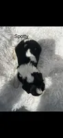 AKC Spotty Cavalier King Charles, a male Cavalier King Charles Spaniel for sale in Niles, MI – 7 of 7