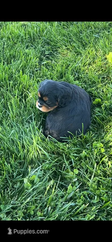 AKC Riley Cavalier King Charles – Cavalier King Charles Spaniel puppy for sale in Niles, MI