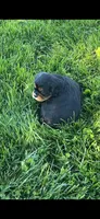 AKC Riley Cavalier King Charles, a male Cavalier King Charles Spaniel for sale in Niles, MI – 1 of 7
