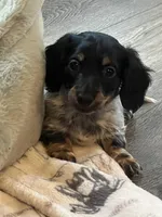 AKC Stella LH Miniature Dachshund , a female Miniature Dachshund for sale in Niles, MI – Photo 2 of 3