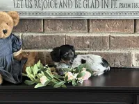 AKC Stella LH Miniature Dachshund , a female Miniature Dachshund for sale in Niles, MI – Photo 3 of 3