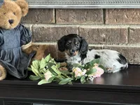 AKC Stella LH Miniature Dachshund , a female Miniature Dachshund for sale in Niles, MI – Photo 1 of 3
