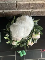 Patrick Male Maltese Puppy, a male Maltese for sale in Niles, MI – 5 of 7