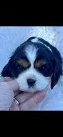 AKC Spotty Cavalier King Charles, a male Cavalier King Charles Spaniel for sale in Niles, MI – 3 of 7