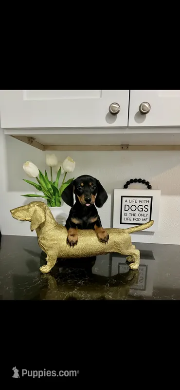 AKC Diamond  – Miniature Dachshund puppy for sale in Niles, MI