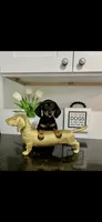 AKC Diamond , a female Miniature Dachshund for sale in Niles, MI – 1 of 4