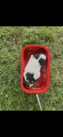 Ethel Little Female Pomapoo Puppy, a female Pomapoo for sale in Niles, MI – 4 of 4