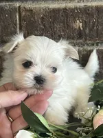 Pebbles Tiny Maltese Female Puppy, a female Maltese for sale in Niles, MI – 1 of 9