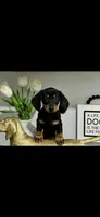 AKC Diamond , a female Miniature Dachshund for sale in Niles, MI – 3 of 4