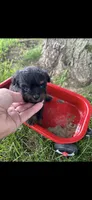 Gucci Little Female Pomapoo , a female Pomapoo for sale in Niles, MI – 2 of 4