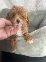 1 1/2 lbs AKC Socks Toy Poodle Female , a female Poodle - Toy  for sale in Niles, MI – 3 of 6