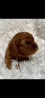 AKC Suzy Q Cavalier King Charles , a female Cavalier King Charles Spaniel for sale in Niles, MI – 2 of 4