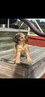 Sophie Brussels Griffon, a female Brussels Griffon for sale in Niles, MI – 2 of 5