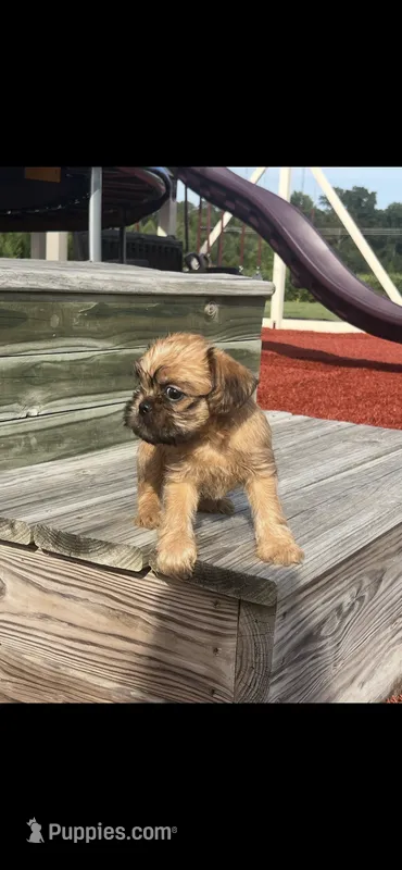 Sophie Brussels Griffon, a female Brussels Griffon for sale in Niles, MI – 1 of 5