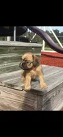 Sophie Brussels Griffon, a female Brussels Griffon for sale in Niles, MI – 1 of 5