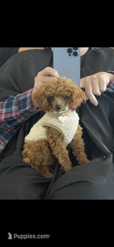 Tiny Bitsy AKC Toy Poodle Female Puppy – Poodle - Toy  puppy for sale in Niles, MI