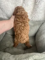 1 1/2 lbs AKC Socks Toy Poodle Female , a female Poodle - Toy  for sale in Niles, MI – 6 of 6