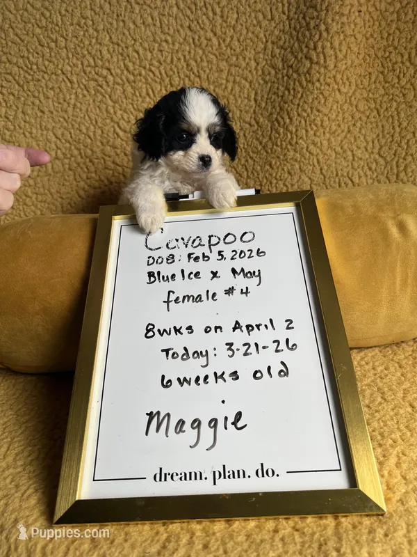 Maggie Cavapoo F Puppy – Cavapoo puppy for sale in Niles, MI