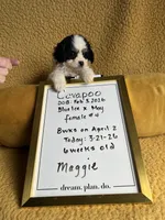 Maggie Cavapoo F Puppy, a female Cavapoo for sale in Niles, MI – Photo 1 of 4