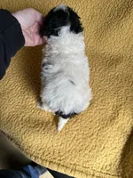 Maggie Cavapoo F Puppy, a female Cavapoo for sale in Niles, MI – Photo 3 of 4