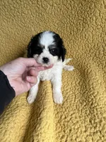 Maggie Cavapoo F Puppy, a female Cavapoo for sale in Niles, MI – Photo 2 of 4