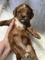 Anna Ruby Red Cavapoo Puppy, a female Cavapoo for sale in Niles, MI – 2 of 4