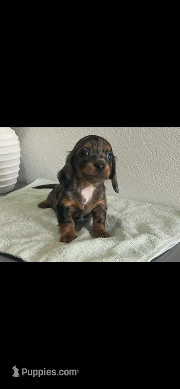 AKC Shelly Blue Miniature Dachshund Female Puppy – Miniature Dachshund puppy for sale in Niles, MI
