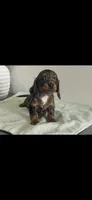 AKC Shelly Blue Miniature Dachshund Female Puppy, a female Miniature Dachshund for sale in Niles, MI – 1 of 9