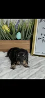 AKC Sage Miniature Dachshund Puppy, a female Miniature Dachshund for sale in Niles, MI – Photo 2 of 7