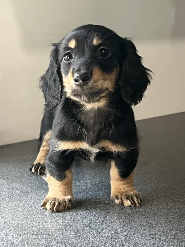 AKC Sage Miniature Dachshund Puppy – Miniature Dachshund puppy for sale in Niles, MI