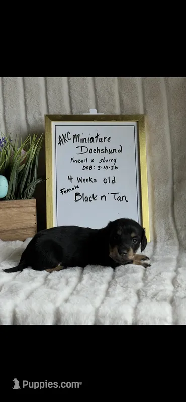 AKC Sage Miniature Dachshund Puppy – Miniature Dachshund puppy for sale in Niles, MI