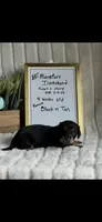 AKC Sage Miniature Dachshund Puppy, a female Miniature Dachshund for sale in Niles, MI – Photo 1 of 7