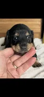 AKC Sage Miniature Dachshund Puppy, a female Miniature Dachshund for sale in Niles, MI – Photo 3 of 7
