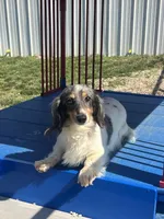 AKC Sage Miniature Dachshund Puppy, a female Miniature Dachshund for sale in Niles, MI – Photo 6 of 7