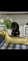 AKC Cole Miniature Dachshund Male Puppy, a male Miniature Dachshund for sale in Niles, MI – 4 of 4