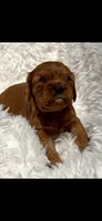 AKC Suzy Q Cavalier King Charles , a female Cavalier King Charles Spaniel for sale in Niles, MI – 4 of 4