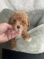 1 1/2 lbs AKC Socks Toy Poodle Female , a female Poodle - Toy  for sale in Niles, MI – 4 of 6