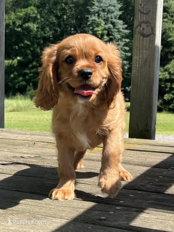 Max Cavalier King Charles Puppy – Cavalier King Charles Spaniel puppy for sale in Niles, MI
