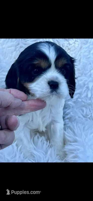 AKC Spotty Cavalier King Charles – Cavalier King Charles Spaniel puppy for sale in Niles, MI