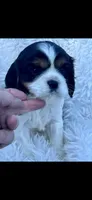 AKC Spotty Cavalier King Charles, a male Cavalier King Charles Spaniel for sale in Niles, MI – 1 of 7