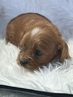 Anna Ruby Red Cavapoo Puppy, a female Cavapoo for sale in Niles, MI – 3 of 4