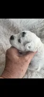 Sparkles AKC uniquely marked Toy Poodle, a female Poodle - Toy  for sale in Niles, MI – 3 of 5
